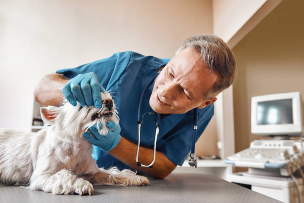 Best Pediatric Emergency Dentist in Owenton, KY
